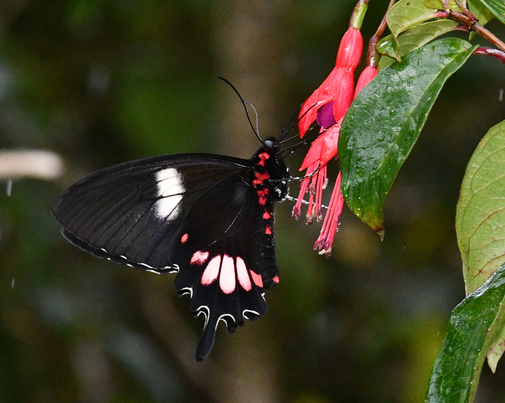 Parides tros