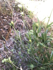 Xylorhiza