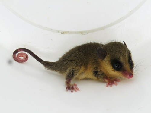 Linnaeus's Mouse Opossum