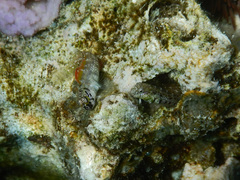 Delicate Blenny photo 4