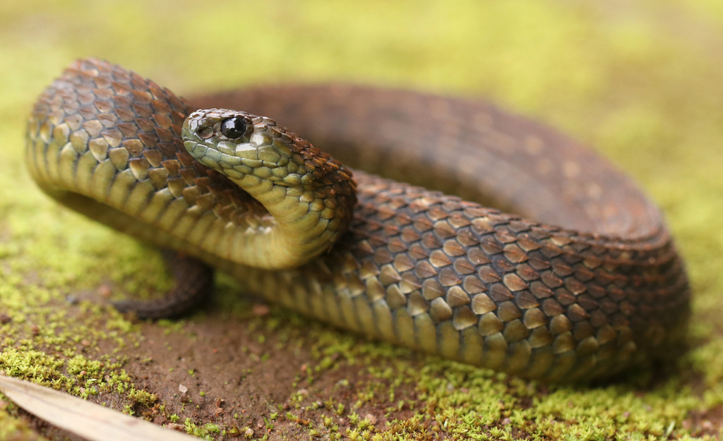 Uzungwe Mountain Bush Viper