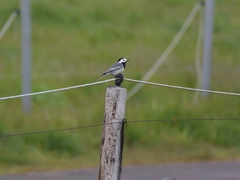 Motacilla alba