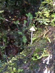 Pseudohydropus parafunebris