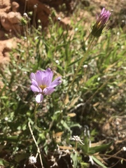 Xylorhiza