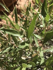 Xylorhiza