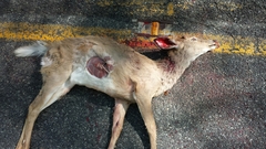 Odocoileus virginianus virginianus