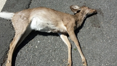 Odocoileus virginianus virginianus