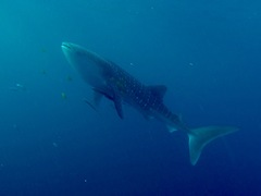 Rhincodon typus