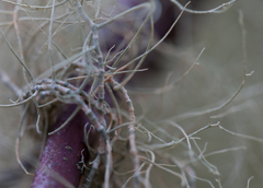 Usnea trichodea