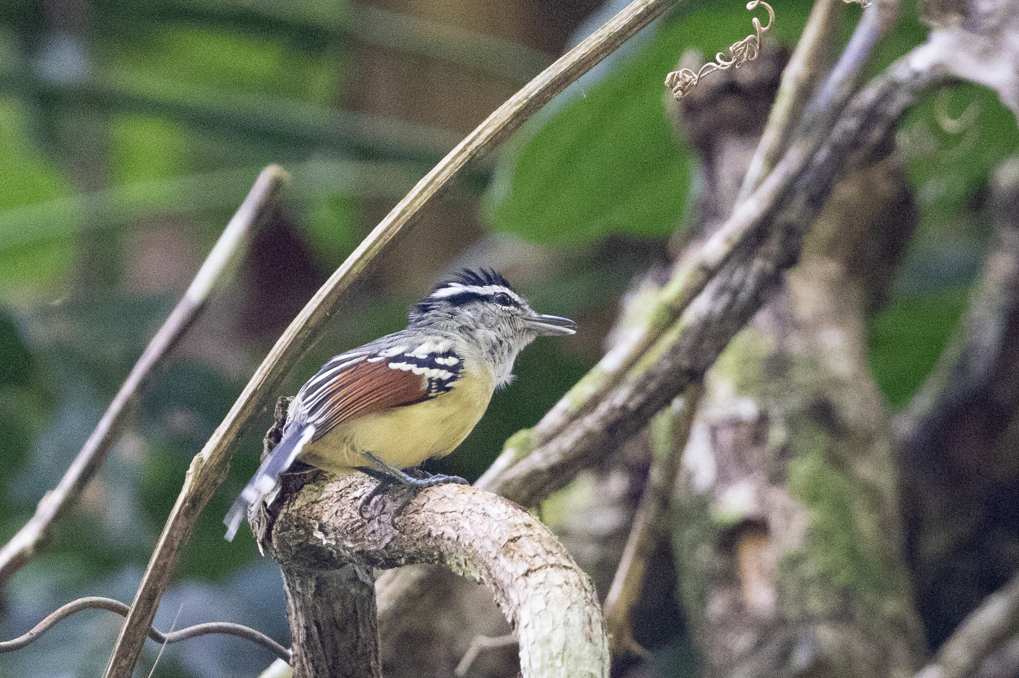 Rusty-winged Antwren (Herpsilochmus frater), photo 5