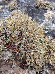 Cladonia strepsilis