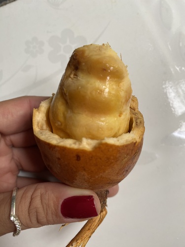 Foto de Cupuí
