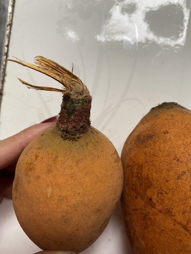Foto de Cupuí