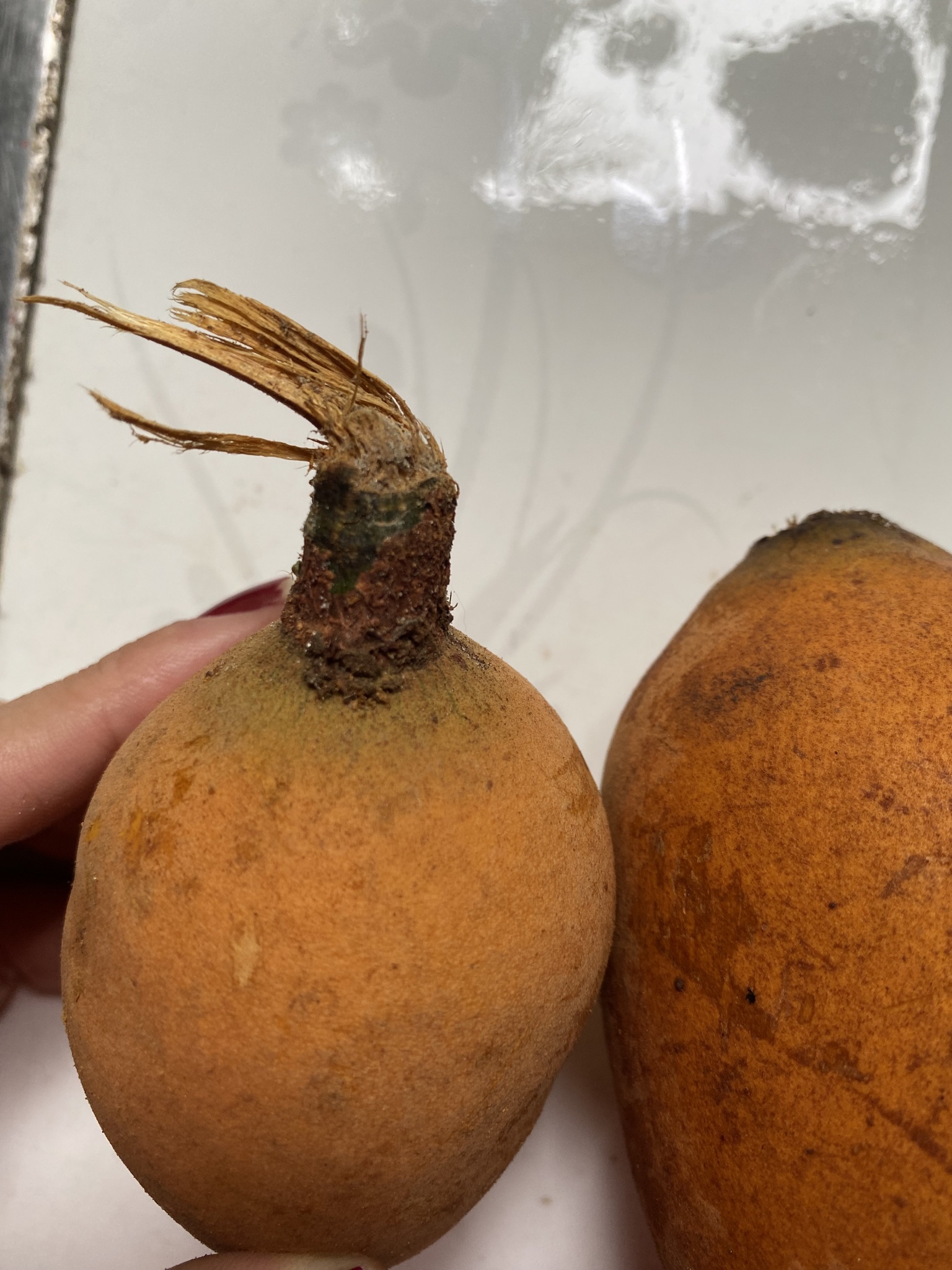 Imagem de Cupuí