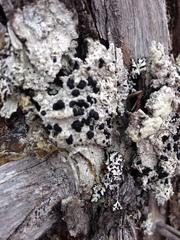 Mycoblastus sanguinarioides