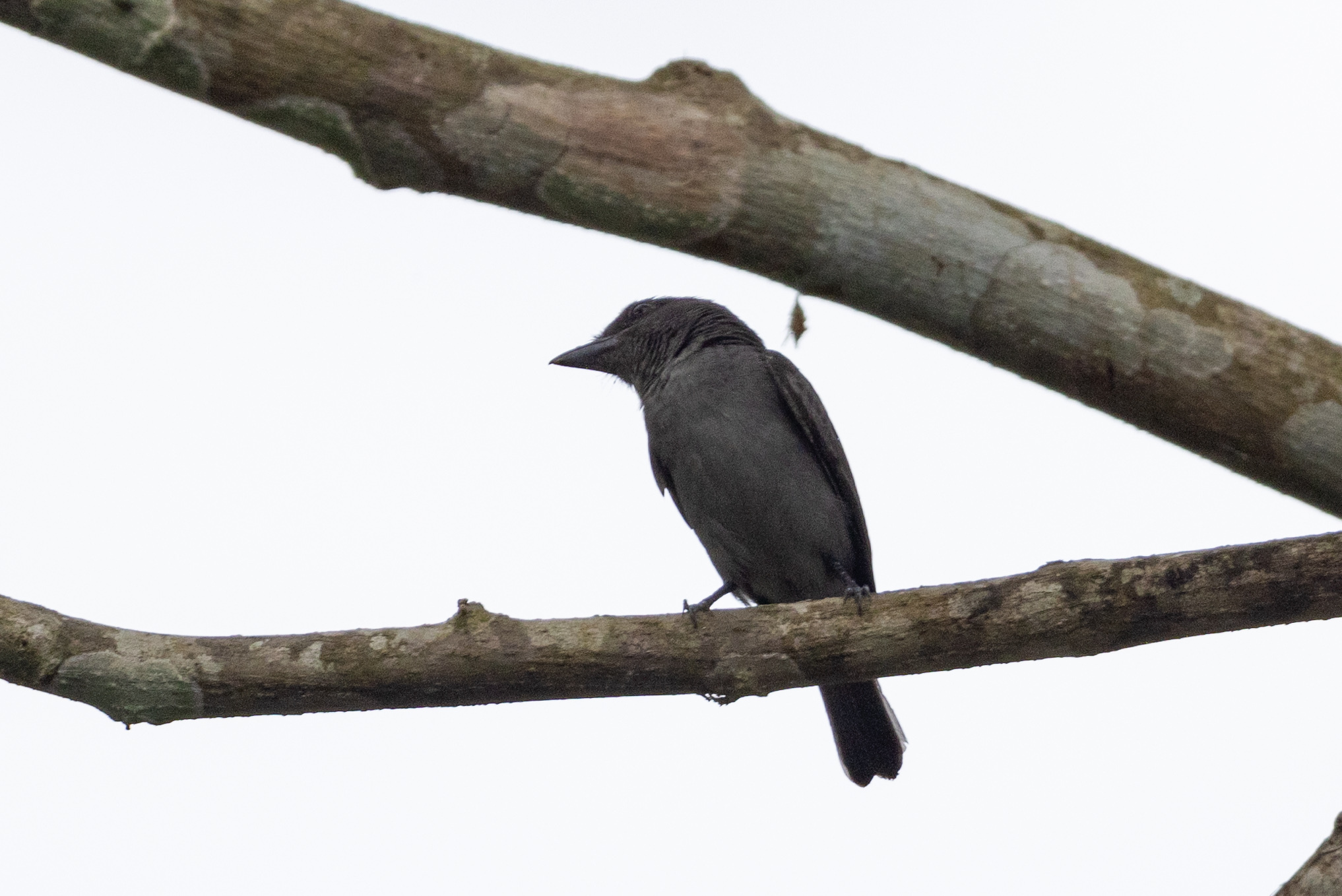 One-colored Becard (Pachyramphus homochrous), photo 8