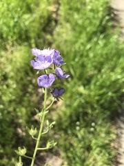 Phacelia hirsuta
