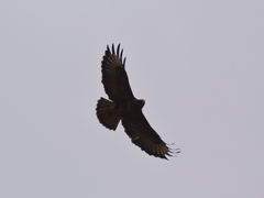 Buteo buteo