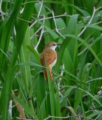 Certhiaxis mustelinus