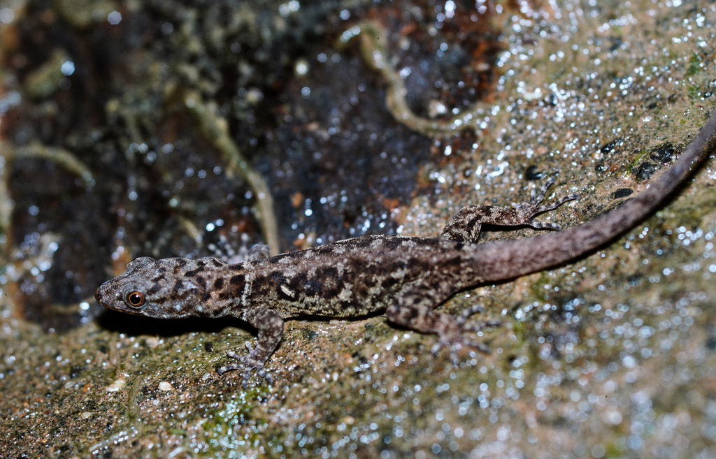 Eyespot Gecko