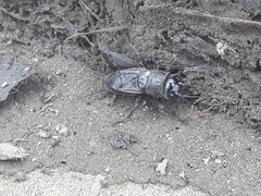 Gryllus