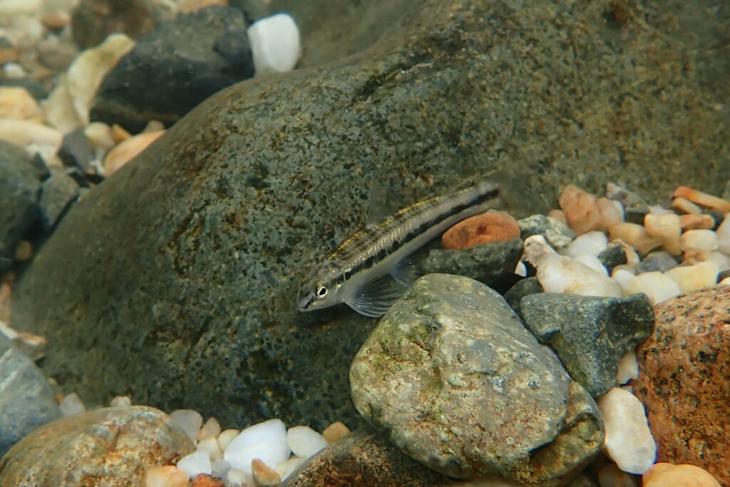 South American darter (Characidium steindachneri) — Crenuchidae