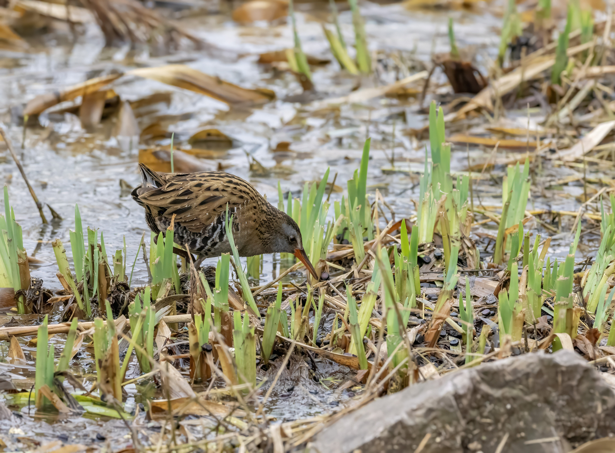 Brown-cheeked Rail