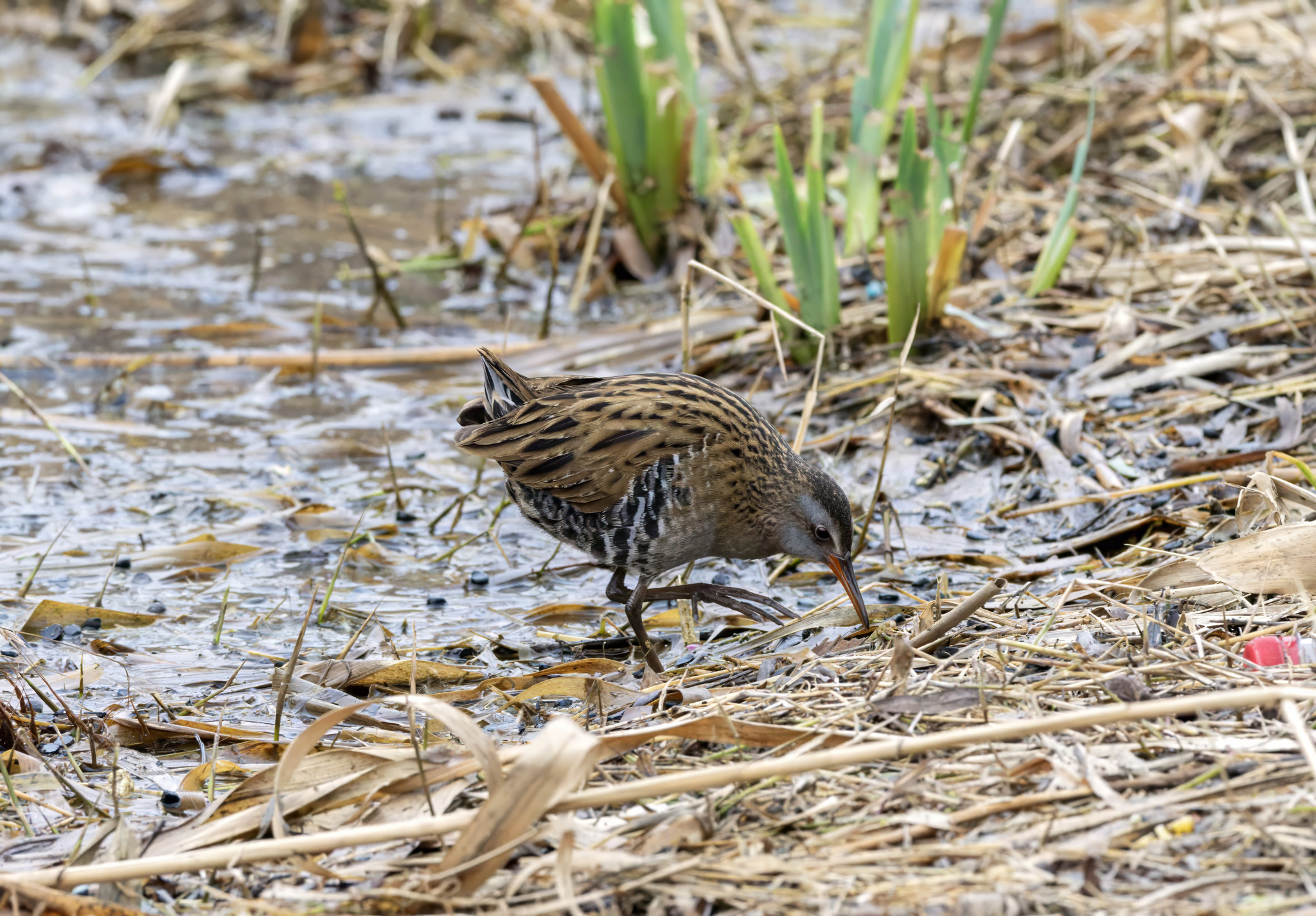 Brown-cheeked Rail
