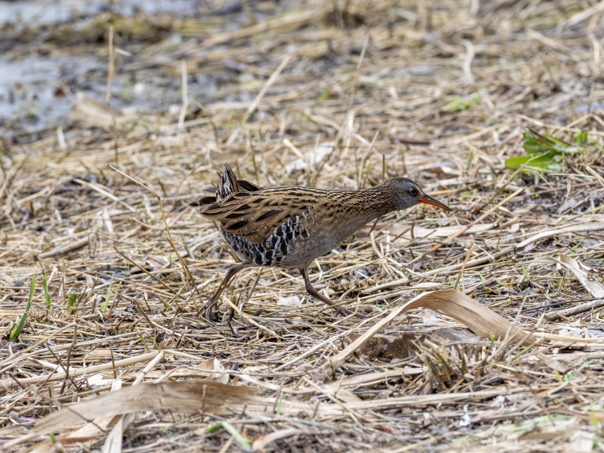Brown-cheeked Rail