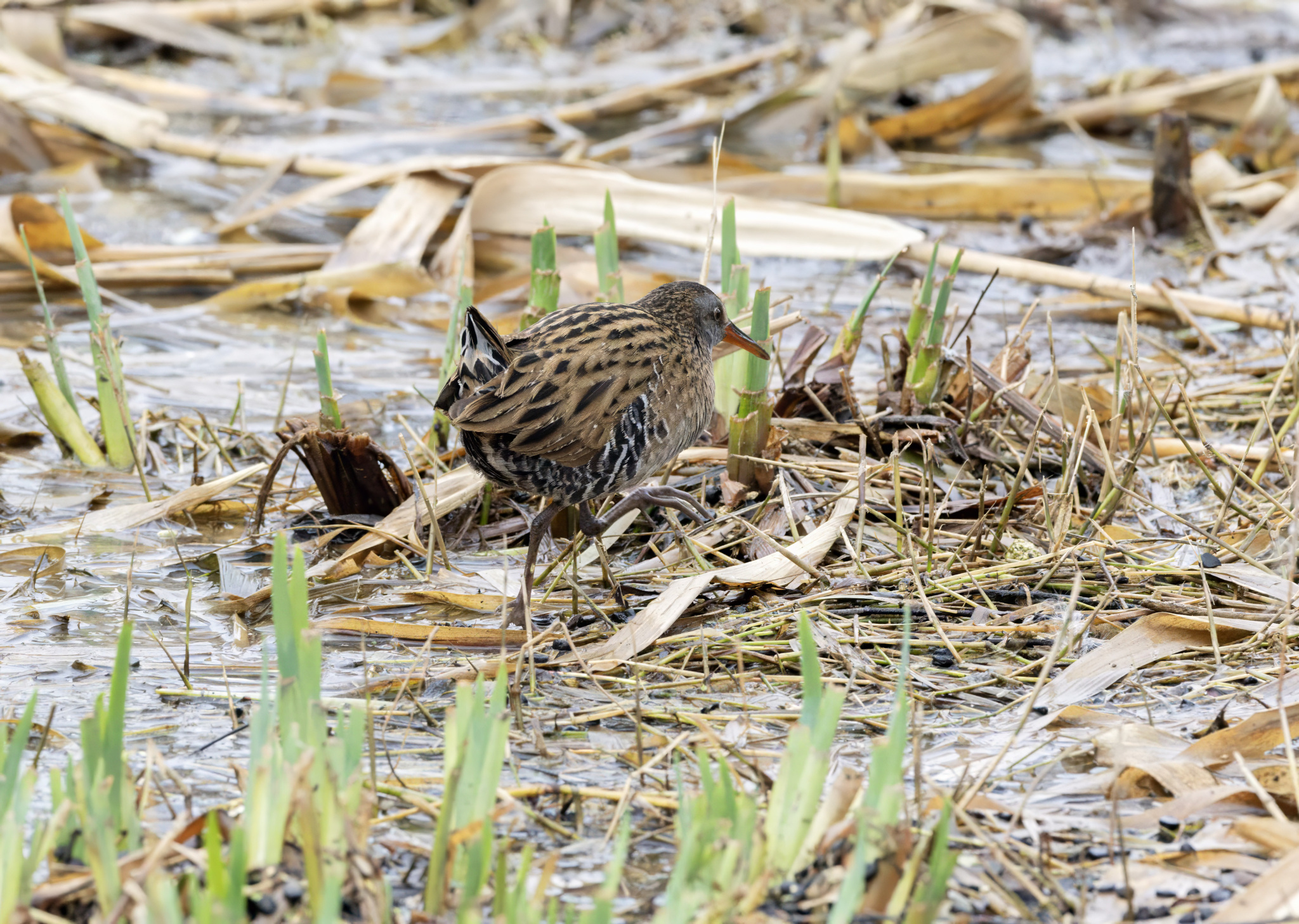 Brown-cheeked Rail