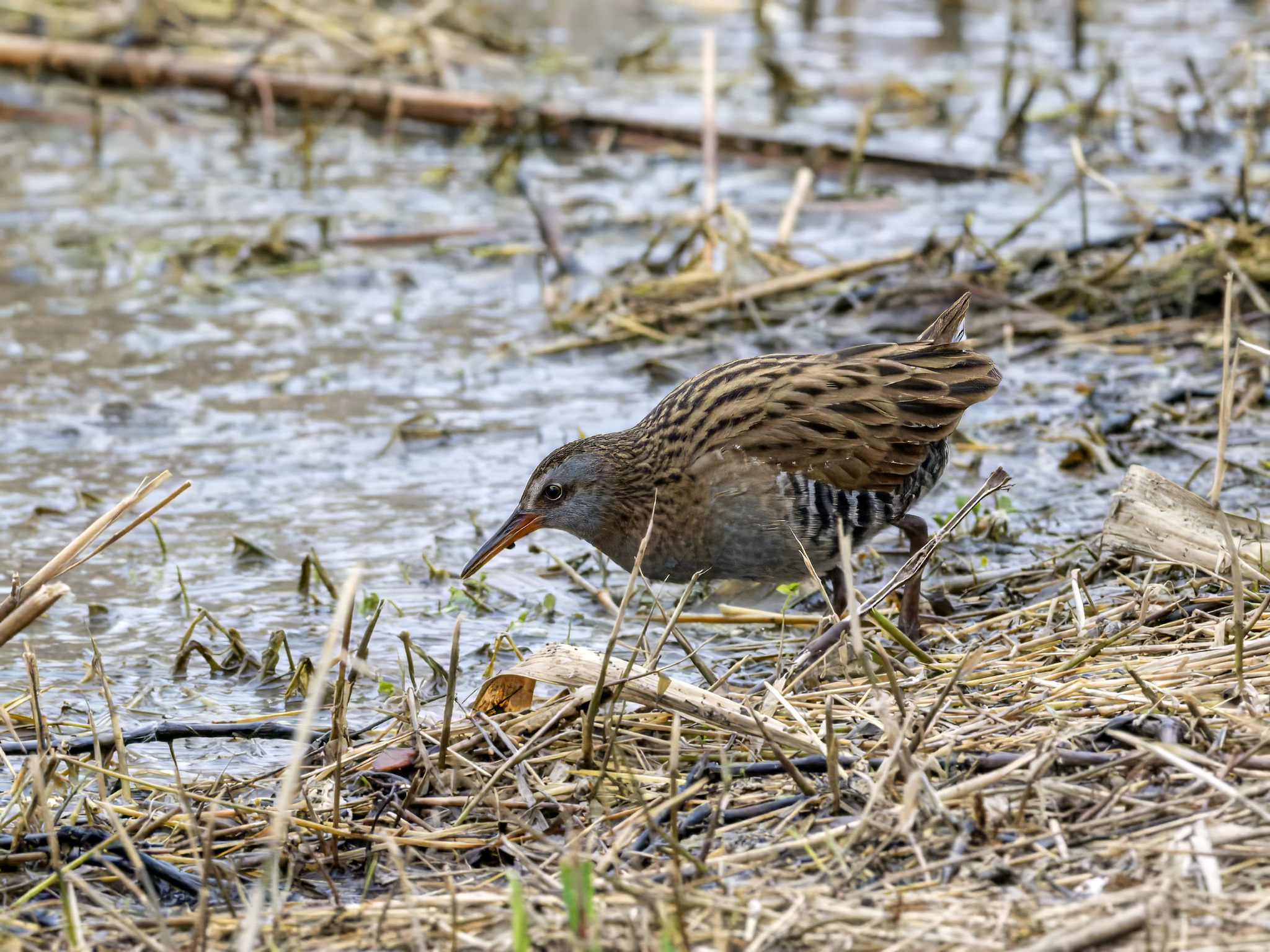 Brown-cheeked Rail