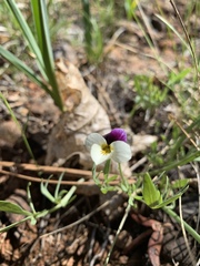 Viola hallii