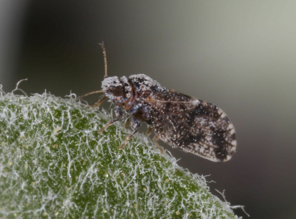 Aphalaroida prosopis