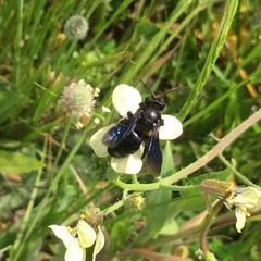 Andrena morio
