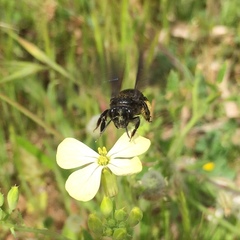 Andrena morio