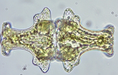 Euastrum insigne