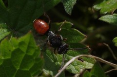 Nomada