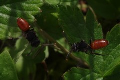 Nomada