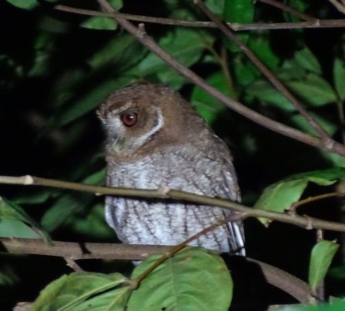 Puerto Rican Owl (Gymnasio nudipes), photo 5