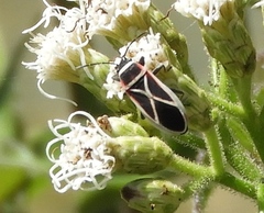 Ochrostomus pulchellus