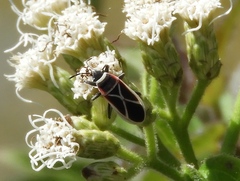 Ochrostomus pulchellus