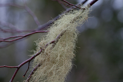 Usnea trichodea