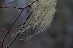 Usnea trichodea