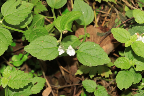Leucas mollissima iNat (2)