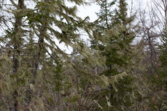 Usnea trichodea