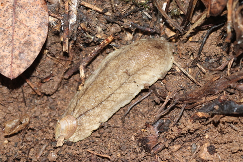 Earshell Slug