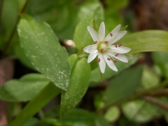 Stellaria corei