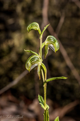 Pterostylis vittata