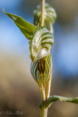 Pterostylis vittata