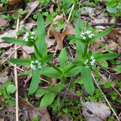 Valerianella chenopodifolia